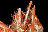 Bright Orange Crocoite Crystal Cluster - Tasmania #171698-6